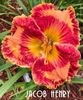 Jacob Henry - 2017 - SE - bloomed SOLD