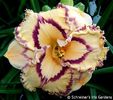 Lexicon - 2019 - SE - bloomed