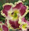 Orchid Linen - 2013 - D - SOLD