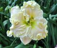 Queen’s English - 2017 - E - bloomed