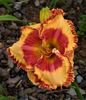 Radioactive - 2019 - SE - bloomed