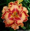 Silken Ladder - 2019 - SE - bloomed