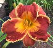 Spacecoast Saltwater Taffy - 2015 - E - bloomed
