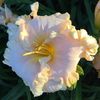 Spacecoast White Christmas - 2015 - E - bloomed