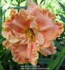 Tropical Hot Flash - 2008 - E done