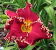 Van Helsing - 2013 - D - bloomed