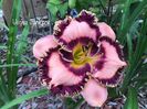 Vegas Jackpot - 2017 - SE - bloomed