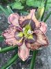 Whispers Underground - 2016 - SE - bloomed