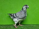 TATAL MASCUL RO 21 - 02536