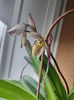 paphiopedilum "philippinense"