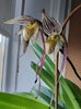 paphiopedilum "philippinense"