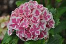 Hydrangea macrophylla Peppermint ®