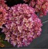 Hydrangea macrophylla Grafin Cosel ®