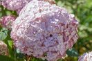 Hydrangea arborescens Candybelle Bubblegum ®