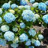 Hydrangea macrophylla Mini Penny ®