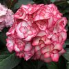 Hydrangea macrophylla Miss Saori ®