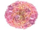 Hydrangea macrophylla Pink Sensation ®
