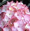 Hydrangea macrophylla Sabrina ®