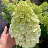 Hydrangea paniculata Hercules ®