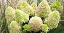 Hydrangea paniculata Little Fraise
