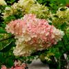 Hydrangea paniculata Phantom