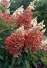 Hydrangea paniculata Pinky Winky ®