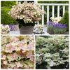 Hydrangea paniculata Polestar ®