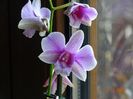 dendrobium phalaenopsis Polar Fire
