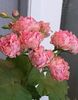 Australian Pink Rosebud