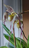paphiopedilum "philippinense"