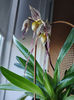 paphiopedilum "philippinense"