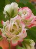 Appleblossom Rosebud