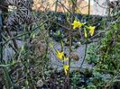 Jasminum nudiflorum