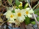 Primula