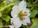 Helleborus "Christmas Carol"