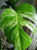 Monstera deliciosa Albo variegata