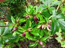 Helleborus "Double Ellen Red"