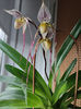 paphiopedilum "philippinense"