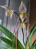 paphiopedilum "philippinense"