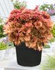 HEUCHERA FRILLY