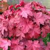 HEUCHERA MAGMA