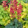 HEUCHERA PARIS