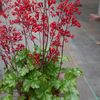 HEUCHERA PRINCESS ALICE
