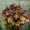 HEUCHERA REX DARK AMBER