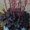 HEUCHERA TIMELESS NIGHT