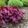 HEUCHERA WILD ROSE