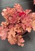 HEUCHERA WORLD CAFFE AMARETTO77