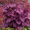 HEUCHERA ZURAWKA WILD ROSE8