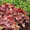 HEUCHERA WORLD CAFFE VIENA