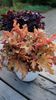 Heuchera+Orangeberry